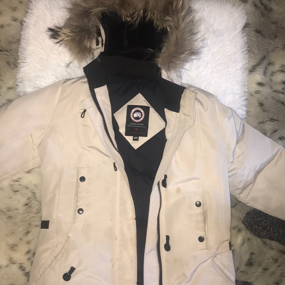 Canada goose